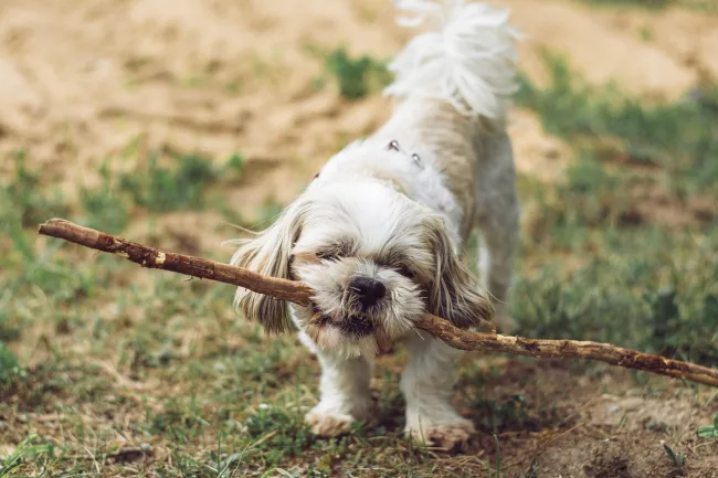 하얀 강아지 꿈 좋은 소식 해몽으로 보는 이유
