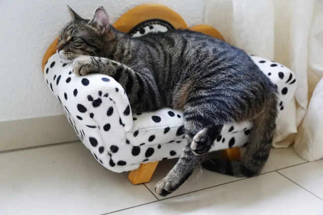 흰 고양이 꿈 행운 꿈으로 해석되는 이유